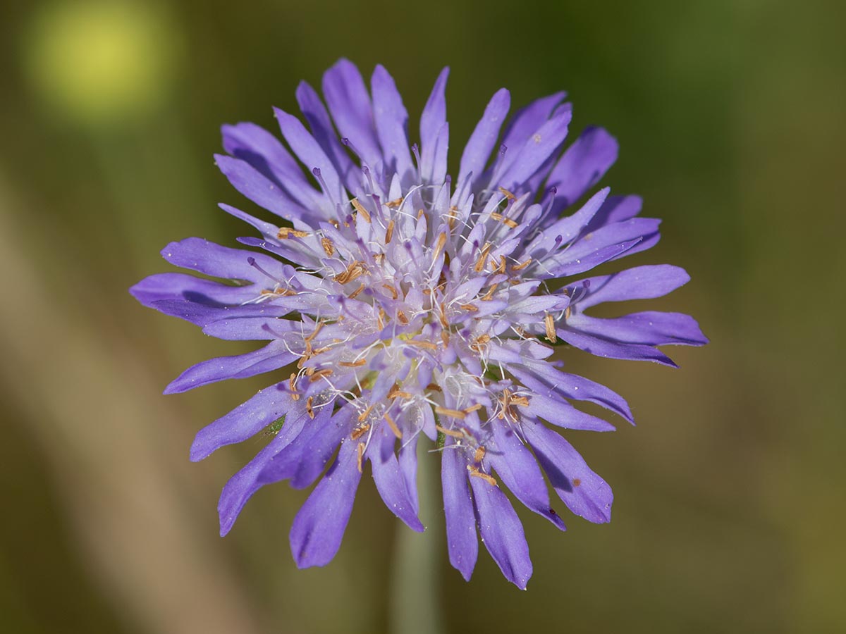 Köpfchen